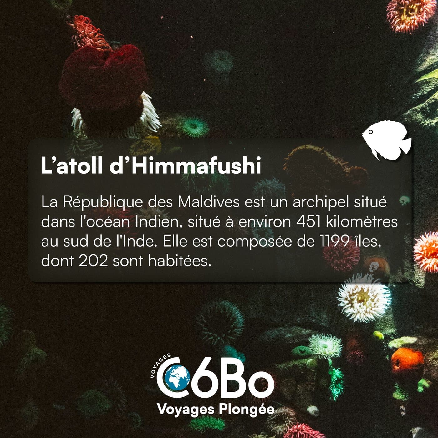 Design de post réseaux sociaux C6Bo sur l'atoll d'Himmafushi
